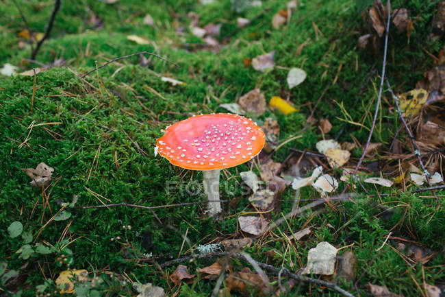 Colorful red toadstool growing in autumnal woods on green lawn. — Stock Photo