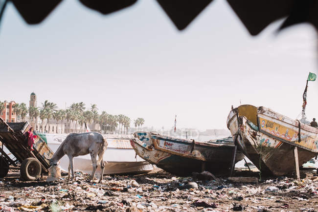 Burro pastando na praia perto de velhos barcos danificados no dia ensolarado . — Fotografia de Stock