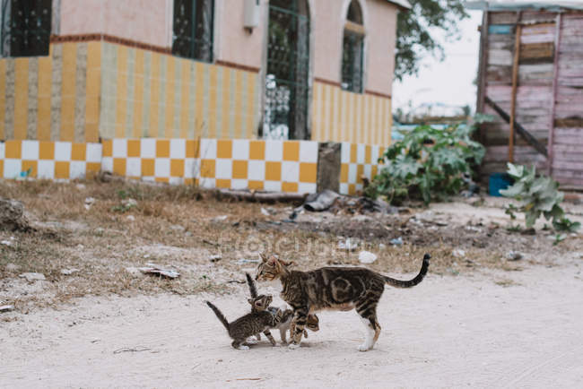 Gatto randagio e gattini in piedi sulla strada nel quartiere povero
. — Foto stock