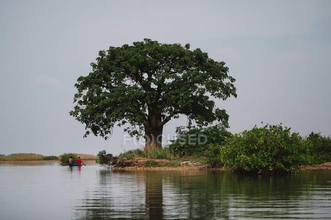 Rückansicht von Menschen, die auf einem Boot an einem großen Baum am Ufer schwelgen — Stockfoto