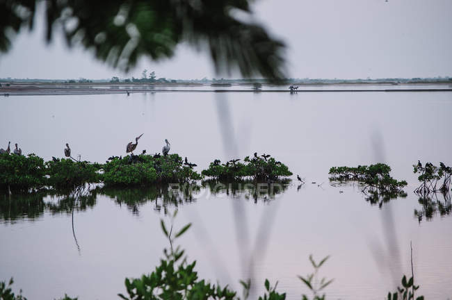 Vista agli uccelli seduti sui cespugli in riva al lago . — Foto stock