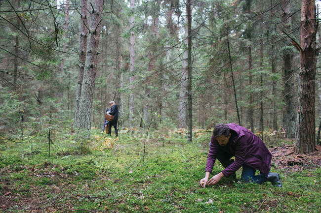 Persone che raccolgono funghi nei boschi — Foto stock