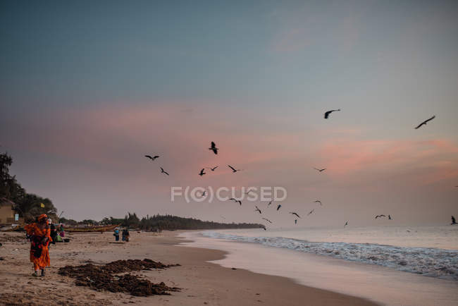 Goree, Senegal - 6 dicembre 2017: Stormo di uccelli che sorvolano la spiaggia e il mare al tramonto . — Foto stock