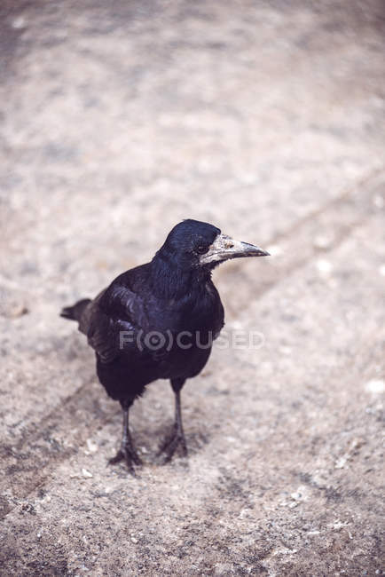 Vista de cerca del cuervo con hermosas plumas negras de pie en el pavimento . - foto de stock