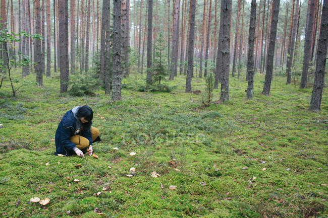 Mulher coletando cogumelos em madeiras — Fotografia de Stock