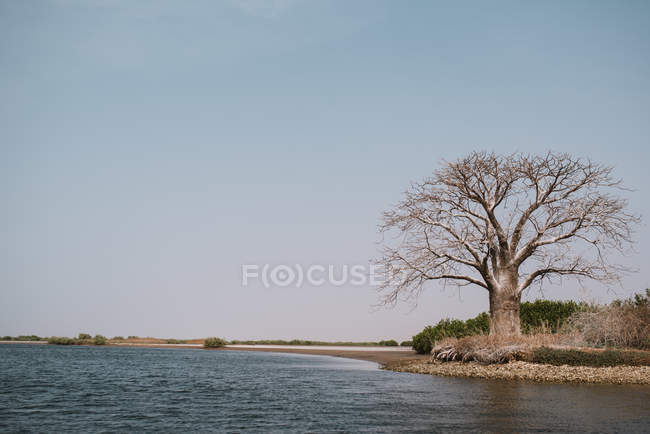 Landscape of river flowing alongside shore with dry huge tree. — Stock Photo