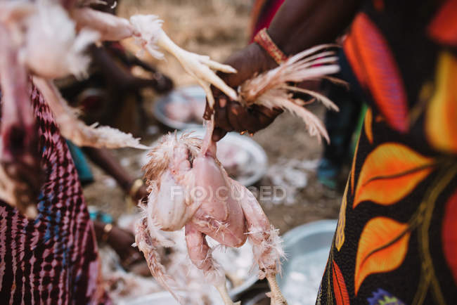 Кукурузные женские руки держат ощипанную птицу — стоковое фото