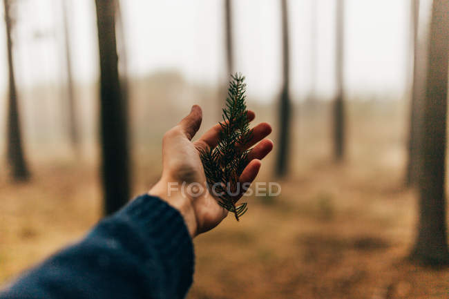 Crop hand tenant branche de pin sur fond flou de bois — Photo de stock