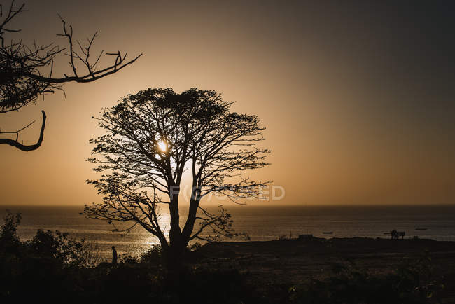 Paesaggio paesaggistico con silhouette arborea sulla costa in calma luce del tramonto
. — Foto stock