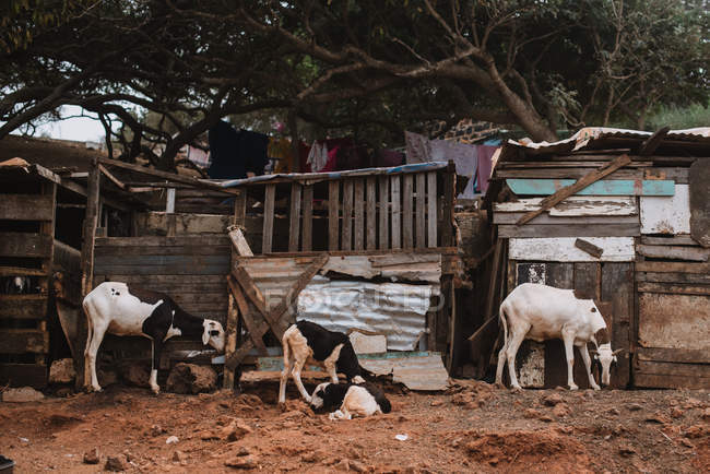 Goats pasturing near old wooden sheds on dry soil. — Stock Photo