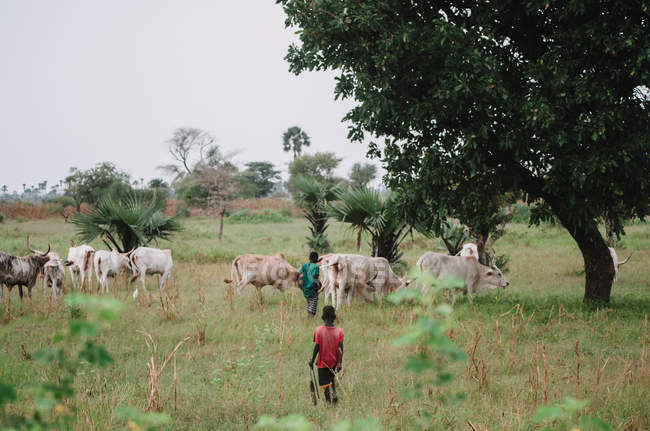 Goree, senegal- 6. Dezember 2017: Kinder weiden Kühe auf der Wiese — Stockfoto