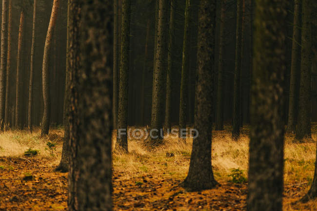 Los troncos de los árboles en el césped dorado en otoño - foto de stock