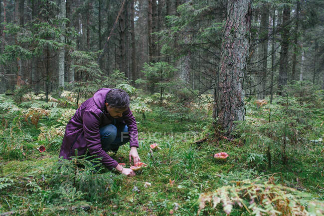 Hombre recogiendo setas en los bosques - foto de stock