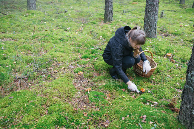 Mujer recogiendo setas en el bosque - foto de stock