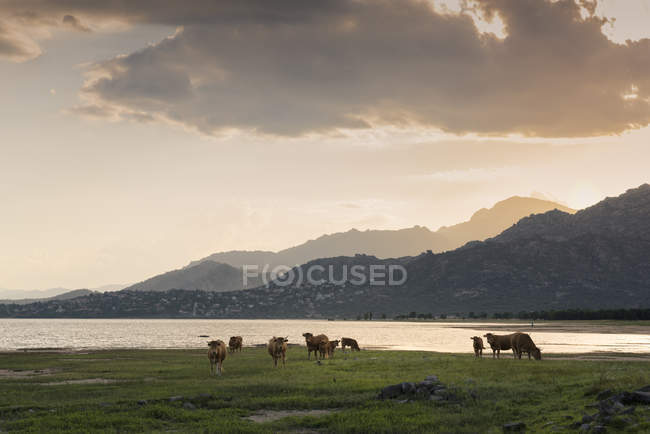 Paisaje de lago y pastoreo de ganado en la orilla al atardecer - foto de stock