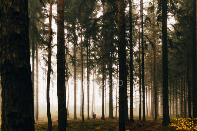 Vista a distanza del viaggiatore seduto a terra in boschi nebbiosi scuri — Foto stock