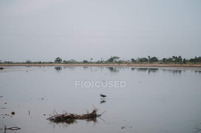 View to bird sitting in dirty pond on cloudy day. — Stock Photo