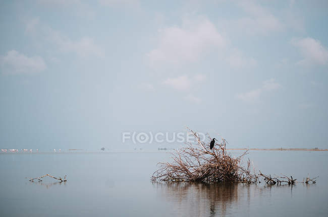 Blick auf Vogel auf umgestürzten Baum in schmutzigem Teich an sonnigem Tag — Stockfoto