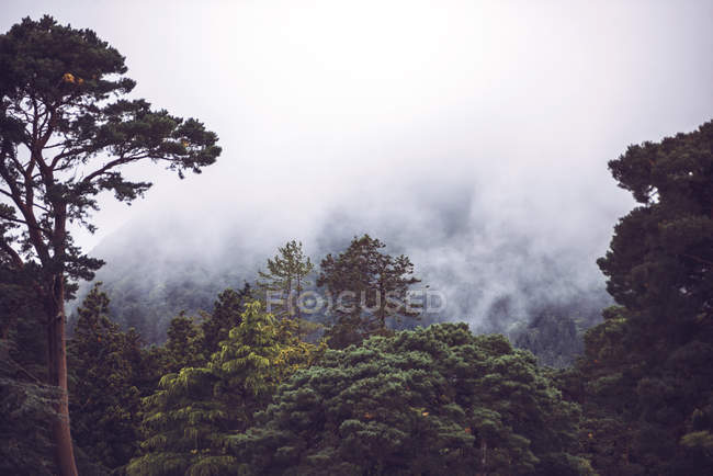 Nuvole di fumo sugli alberi ad alto fusto nel Killarney National Park — Foto stock