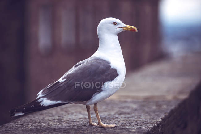 Vista lateral da gaivota selvagem sentada no parapeito — Fotografia de Stock