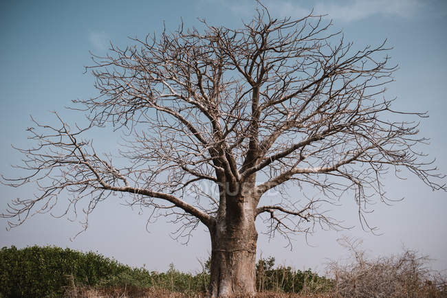 Vista de ángulo alto al árbol seco contra el cielo azul - foto de stock