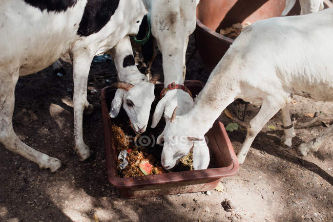 Viwe à angle bas de chèvres debout autour d'un bol carré et mangeant . — Photo de stock