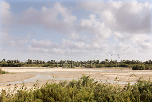 Paesaggio di riva del fiume asciutto con dune di sabbia e palme sullo sfondo — Foto stock