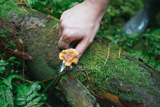 Mão de colheita cortando tronco de cogumelo — Fotografia de Stock