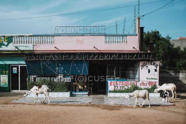 Außenansicht des armen Stadtviertels mit Ziegen, die im Sonnenlicht weiden, Goree, Senegal — Stockfoto