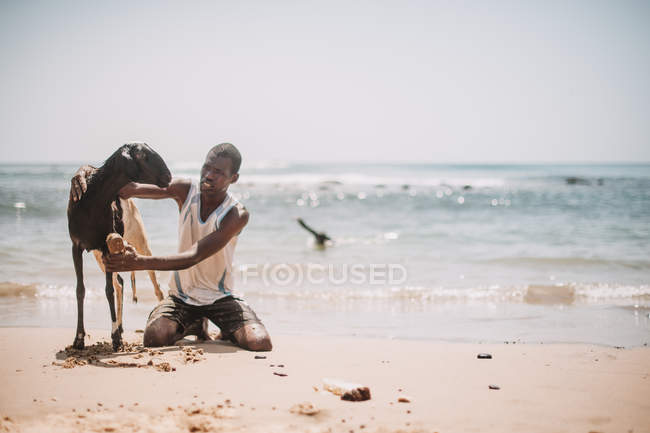 Goree, senegal- 6. Dezember 2017: Mann sitzt auf Sand und wäscht Ziege am Meer. — Stockfoto