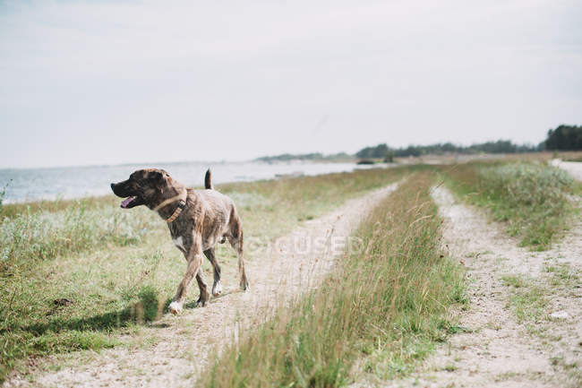 Собака гуляет по полю у воды в солнечный день . — стоковое фото