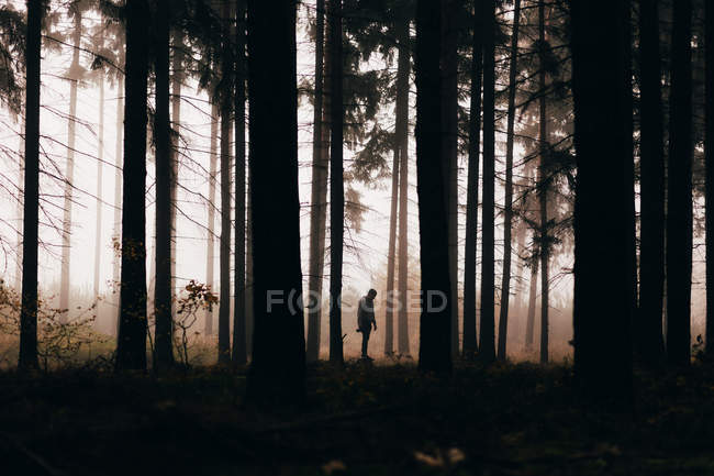 Silhueta de homem em florestas escuras nebulosas — Fotografia de Stock