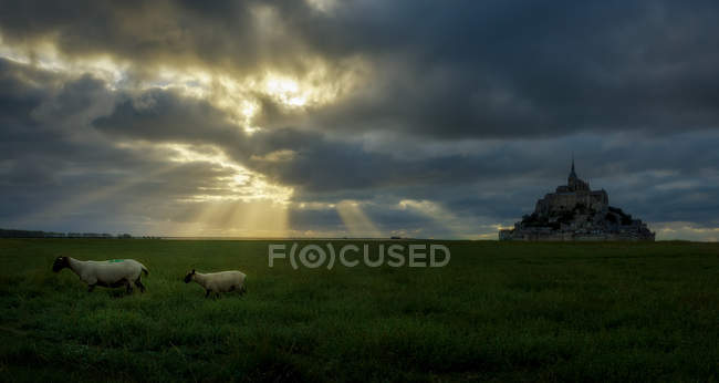 View to sheep pasturing on green meadow and big castle on background. — Stock Photo