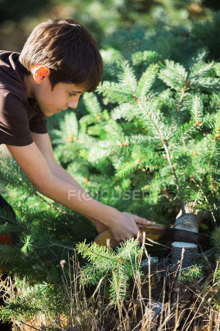 Side view of young boy with saw standing at fallen green fir tree in forest. — Stock Photo