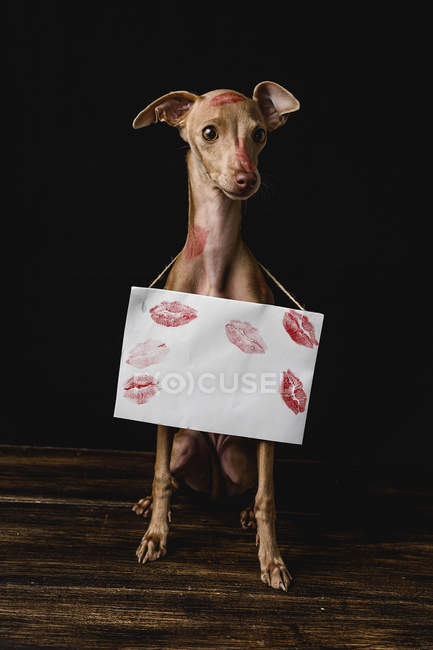 Итальянская борзая собака с красными губами, пятнами от поцелуев и табличкой с белым знаком — стоковое фото