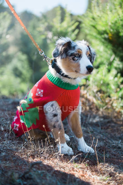 Cute leashed dog in colorful Christmas sweater sitting in nature. — Stock Photo