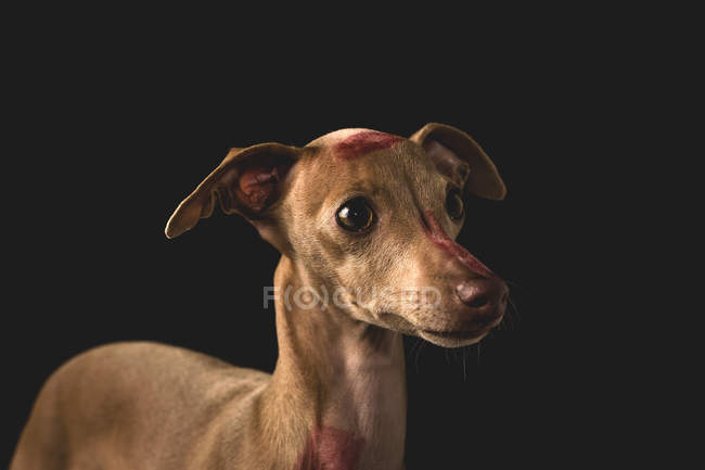 Italian greyhound dog with red lips kiss marks over black — Stock Photo
