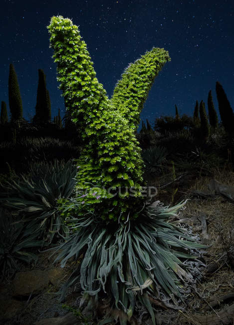 Close up view to two green bushes on hill in nature at night. — Stock Photo
