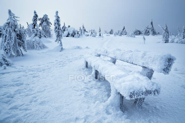 Vista de cerca a una pequeña rama cubierta de nieve y hielo en los bosques de invierno
. - foto de stock