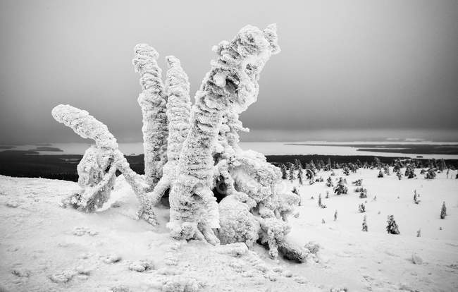 View to frozen plants covered with hoarfrost in winter day. — Stock Photo