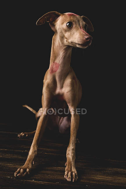 Italian greyhound dog with red lips kiss marks sitting and looking away — Stock Photo