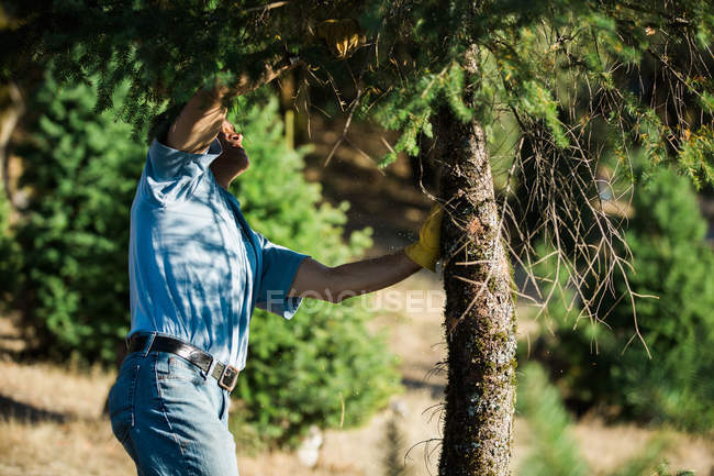 Vista lateral do homem de pé e preparando abeto para serrar na floresta ensolarada verde . — Fotografia de Stock