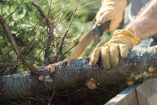 Crop male hands sawing fallen fir tree. — Stock Photo