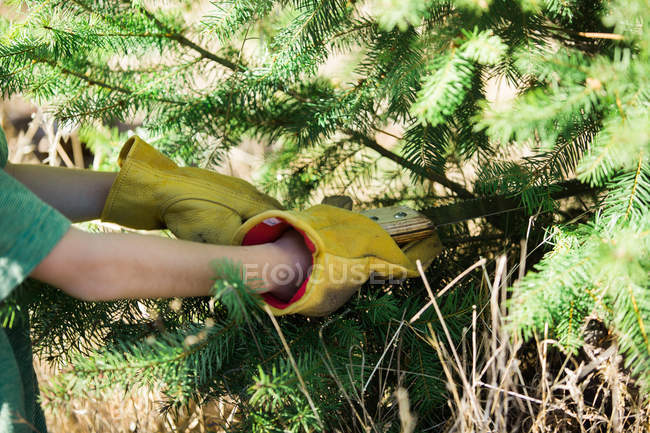 Mãos de colheita em luvas que serram de abeto — Fotografia de Stock