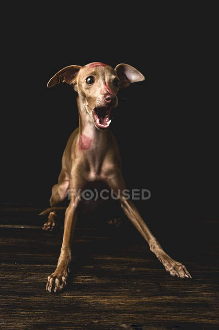 Italian greyhound dog with red lips kiss marks sitting and barking — Stock Photo