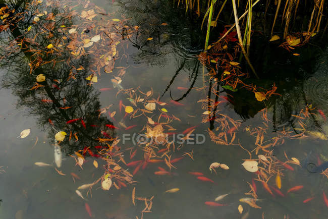 Vue à angle bas de l'étang du parc avec différents poissons colorés . — Photo de stock