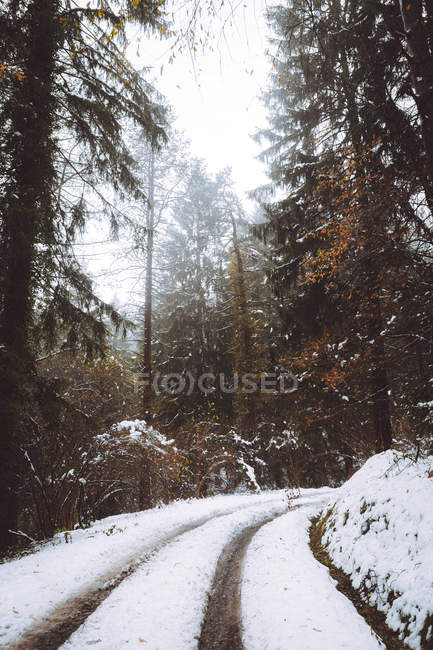 Вид на пишну дорогу в зимовому лісі — стокове фото