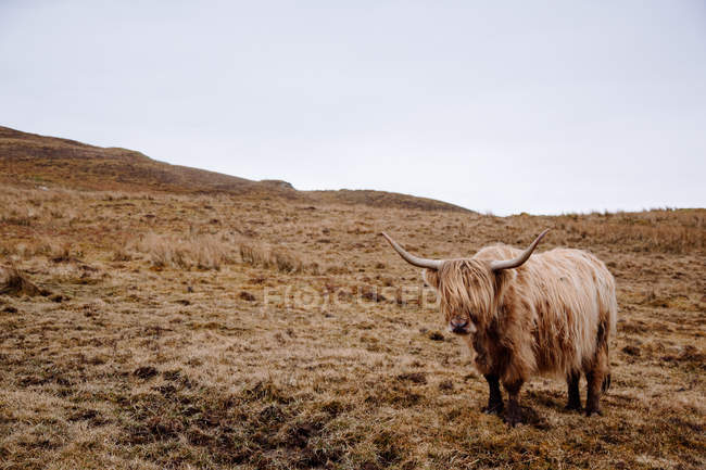 Фронтальний вид худоби highland корова на сухою травою поле — стокове фото