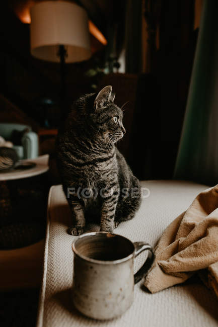 Katze sitzt am Tisch und schaut zur Seite — Stockfoto