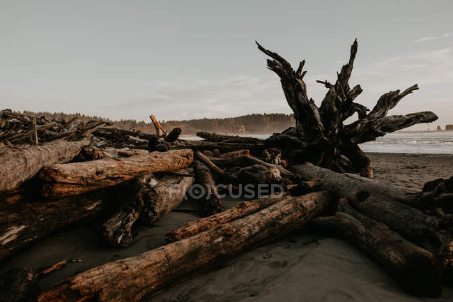 Vista a troncos de árboles caídos en la costa soleada - foto de stock